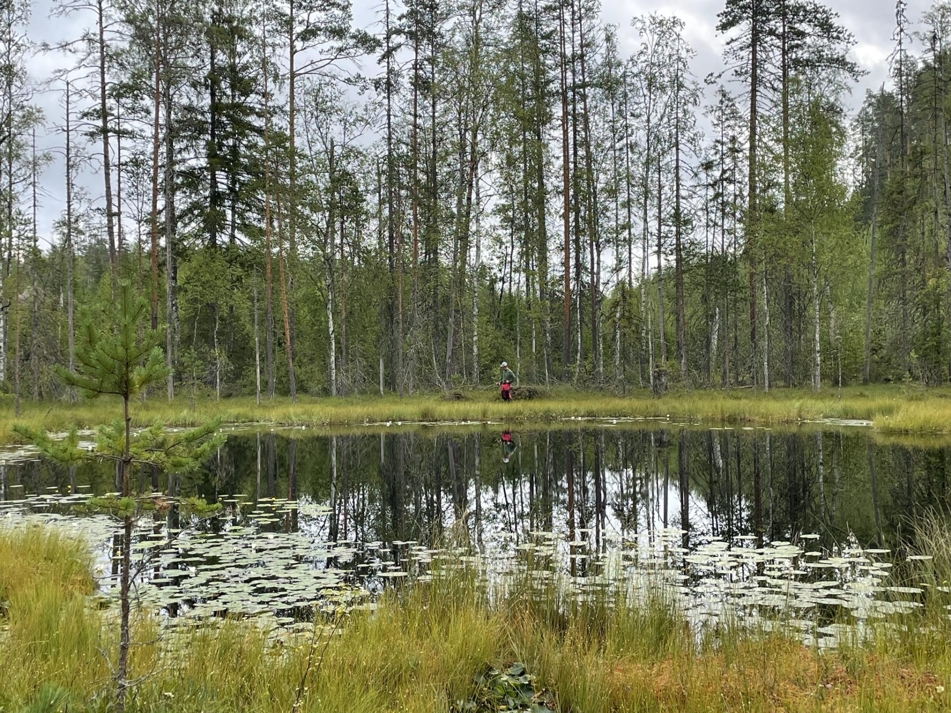 Riistakolmiolaskennan Tulokset, Kesä 2022 | Karkauksen Metsästysyhdistys Ry